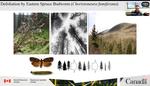 Impacts of defoliation by spruce budworm on freshwater ecosystems in Canada